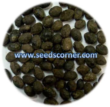 Sabal Palmetto Seeds